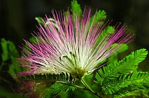 Полярно-альпийский ботанический сад-институт