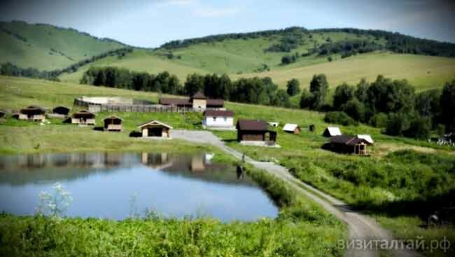 Маральник Алтай