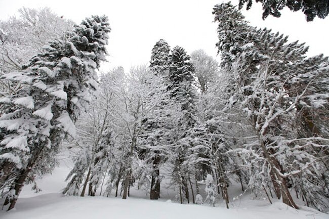 Зимние маршруты заповедных территорий: почему на зимний Бзерпинский карниз нельзя подниматься в одиночку?